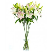 Pink Oriental Lilies for Home or Office